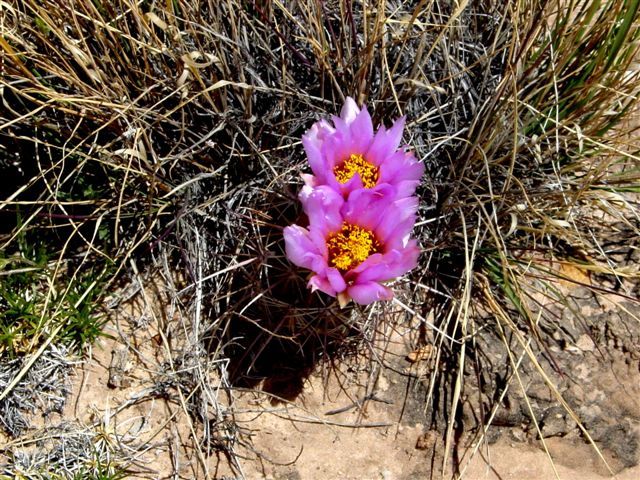 MoabFlowers (1056)